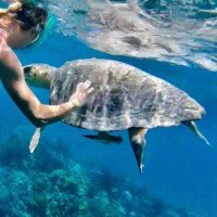 FACayTurtle