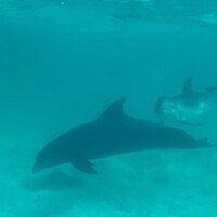 Dolphins