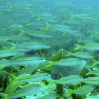 FishSchool